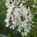 Fleurs d'acacia