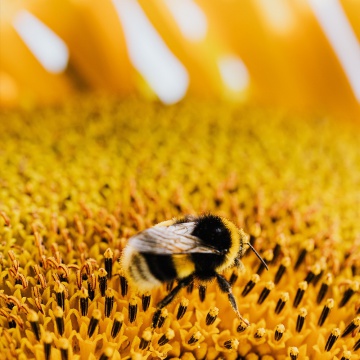 Pollen Frais | Pollen de Garrigue | Miel Rayon d'Or