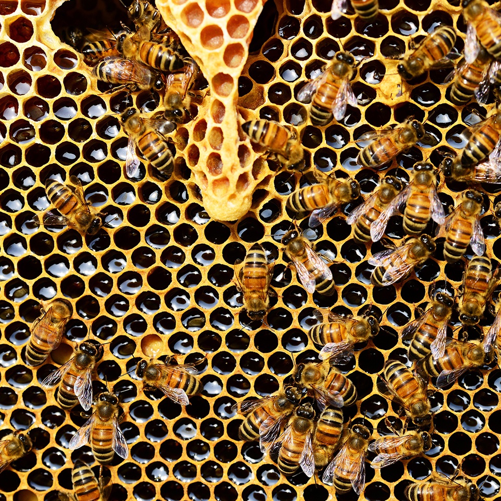 Miel de Thym : un miel réputé pour ses bienfaits - Miels Girard